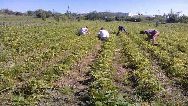 смотреть всем, кто ест клубнику...........как клубника попадает с куста вам в холодильник....... смотреть онлайн