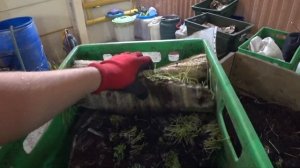 Переработка отходов микрозелени. Безотходное производство. Zero Waste. Зеленый Шеф.