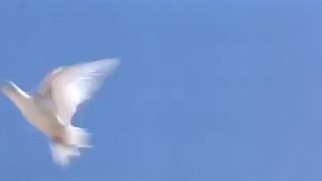 Толерантная Европа и радикальные исламисты (((((( смотреть онлайн