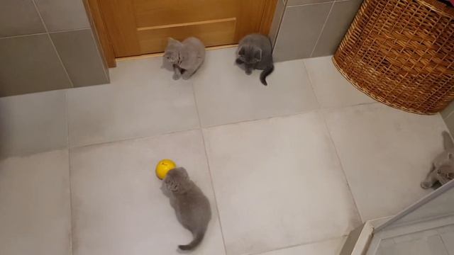 Детские игры. 37-й день #бонита #мукачево #скотишфолд #кот #красота #kitty #kat #bonita