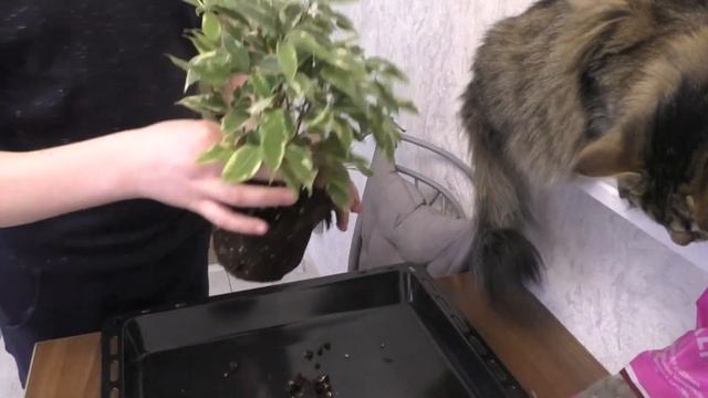 Как пересадить фикус из покупного горшка? смотреть онлайн