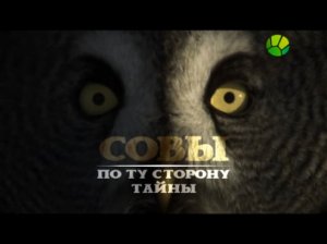 Совы. По ту сторону тайны