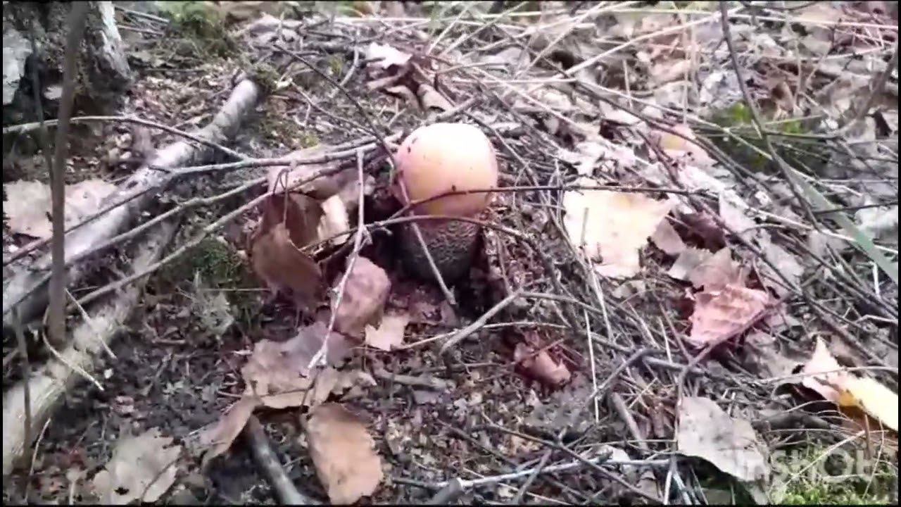 шёл по лесу нашёл много грибов смотреть онлайн