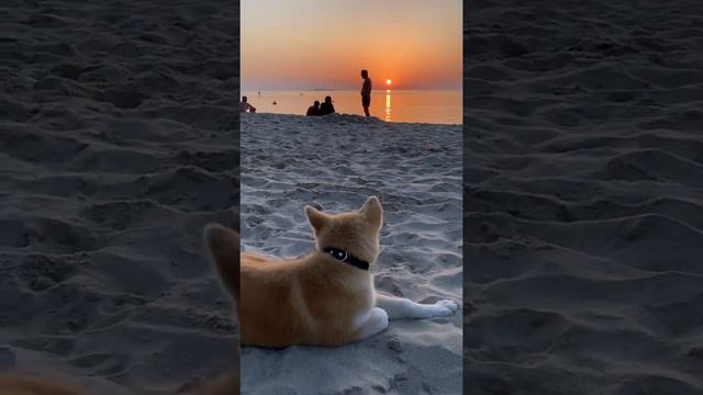 МЕЧТЫ должны сбываться смотреть онлайн