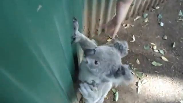 Славный мишка коала смотреть онлайн