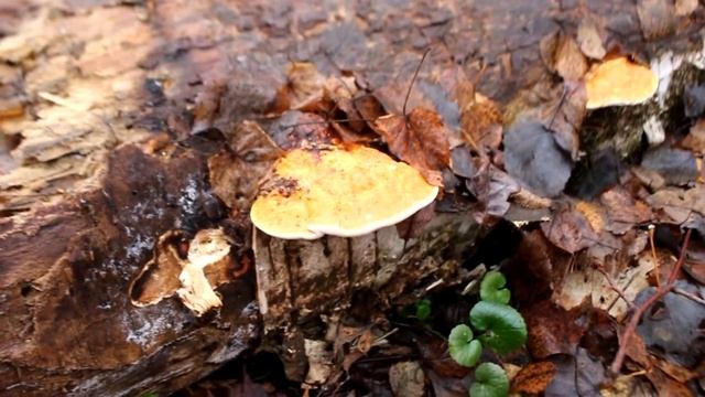 Сходил в лес по грибы и что я там нашел? смотреть онлайн