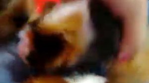 Йорк играет с морскими свинками :)