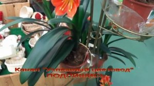 №1."Успешный цветовод" ...Кливия...Советы и запреты: как ухаживать, полив ,перевалка, пересадка.