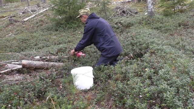 сбор брусники и поиски глухаря смотреть онлайн