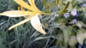 #лилейник #цитрина / Лилейник Цитрина(лат. hemerocallis Citrina). Оригинал ночного типа цветения