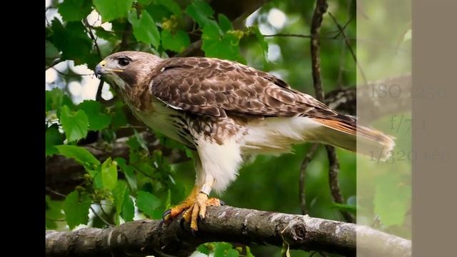 2021 with the Olympus 75 300mm ii lens смотреть онлайн