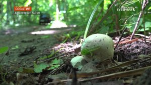 Брянский фотограф-натуралист нашел в местных лесах гриб-великан