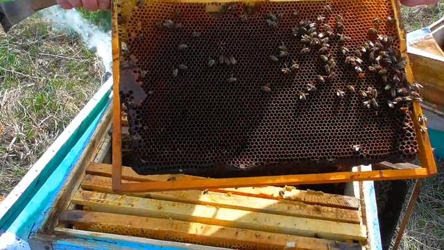 Подсиливание слабых семей весной!