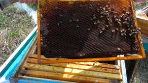 Подсиливание слабых семей весной!