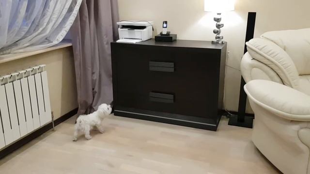 Мальтийская болонка Чапик, разговаривает по городскому телефону. смотреть онлайн