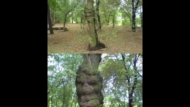 Деревья как люди. Они похожи на нас. смотреть онлайн