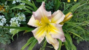 Лилейник Ридженси Хайтс . Hemerocallis Regensy Heights .
