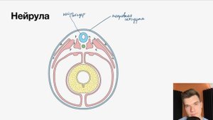 4.4. Нейруляция. Строение нейрулы | Цитология к ЕГЭ | Георгий Мишуровский
