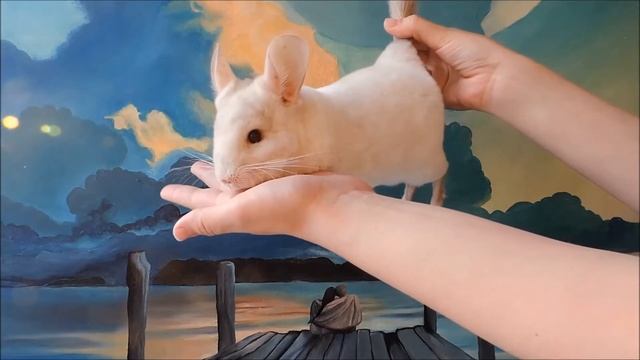 Видео обзор Шиншиллы Бело-розовый бархат✨?✨ смотреть онлайн