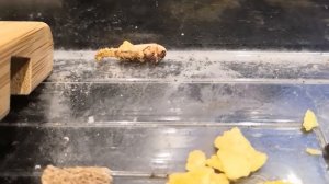 КУКЛА МУЧНОЙ ЧЕРВЬ! ОТКУДА БЕРУТСЯ ЖУКИ!