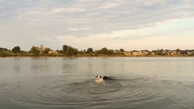 Опасные Породы Собак Которые Запрещены во Многих Странах