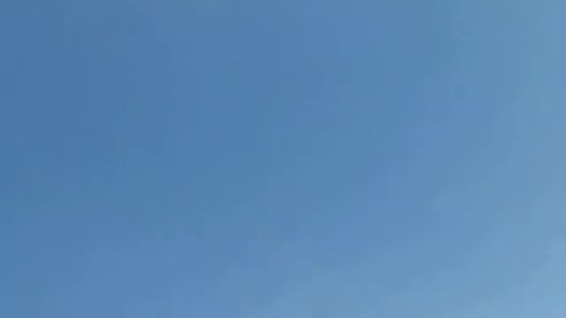 Пермские высоколетные голуби