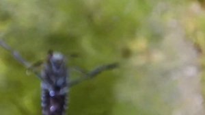 Водяной клоп (гладыш)