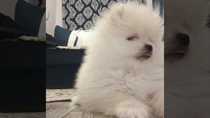 Шпиц лает на камеру ?