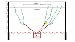 ОБРЕЗКА ВИНОГРАДА на 3-й год