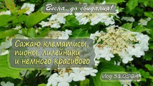 Сажаю клематисы, пионы, лилейники и красивое в последние дни мая | Vlog Дача как есть 31.05.2024