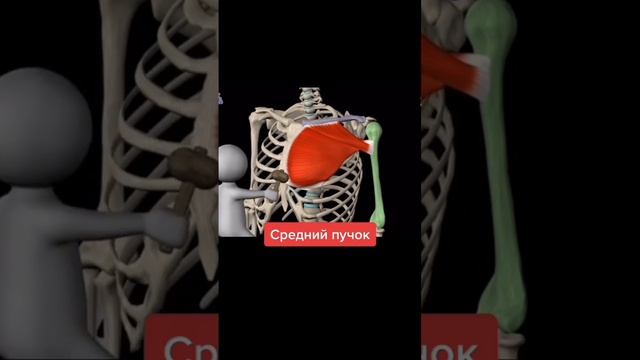 ГРУДНЫЕ МЫШЦЫ | ДЕЛАЙ ПРАВИЛЬНО