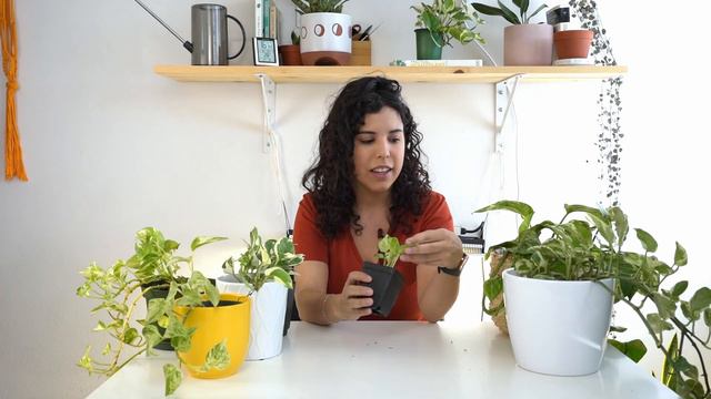 10 Pothos Varieties with Images and Names | 🌱 Neon Pothos, Jade Pothos, Satin, Cebu Blue and More! смотреть онлайн