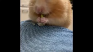 Сирийский хомяк кушает)