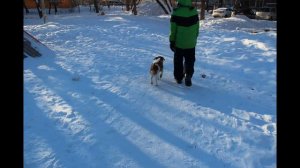 Проходим команду "Рядом" джек рассел Ульдерико и Егор