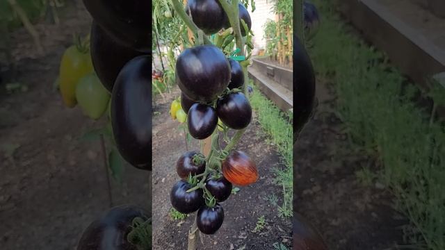Коллекционные сорта томатов Гаргамель и Паскаль из Пикардии