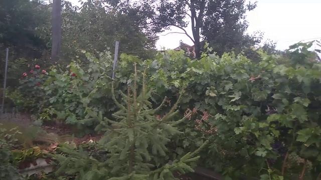 Пасынковый урожай винограда Подарок Несветая смотреть онлайн