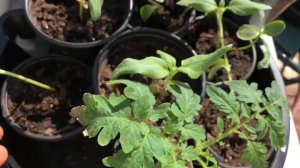 How to Harden-Off over 250 Seedlings that were grown inside to the outdoor environment. Part 2