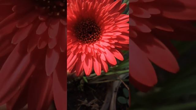 Gerbera #happy#gerbera#gerberaflower #life#antslife#happylife #flowers #redflower#photography