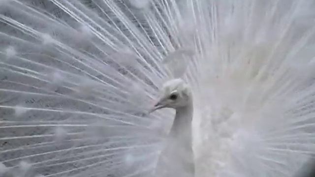 Зоопарк "СКАЗКА" смотреть онлайн