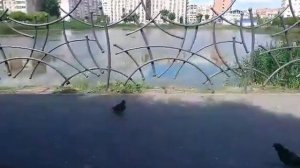 Южный пруд. Тюмень.