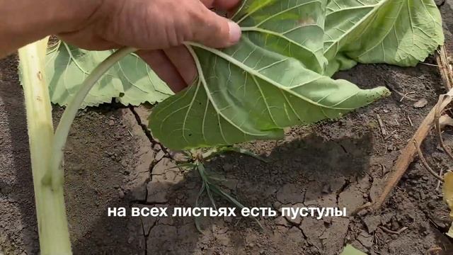 Фунгицид на подсолнечнике, Самара смотреть онлайн