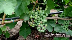 ? И это не болезнь. Почему  иногда пропадают целые грозди винограда? Гнили и ожоги ягод.