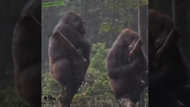 Асися