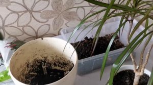 Пересадка крассулы и драцены