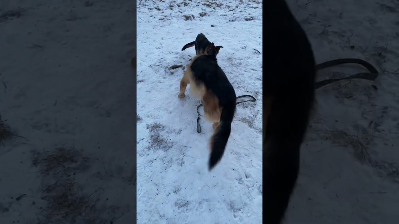 German Shepard playing . смотреть онлайн