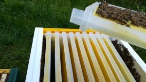 Пластиковые рамки в улье через сутки после установки.