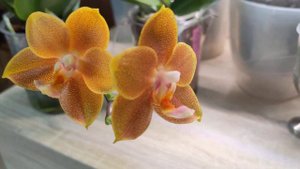 Орхидеи фаленопсис PF-5018 (Starfish) и PF-6156 (ароматный).