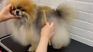 Груминг шпица с алопецией