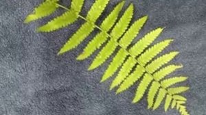 Волшебный папоротник. Легенды и мифы о папоротнике.