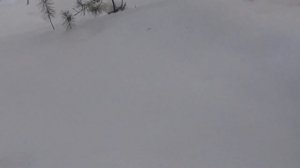 кедр корейский